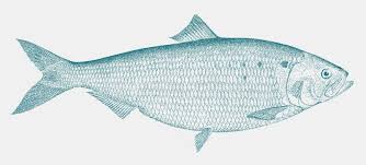 Image result for Alosa sapidissima