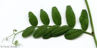 Attēlu rezultāti vaicājumam “Vicia sepium fruit”