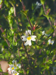 Image result for Euphrasia stricta