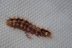 Attēlu rezultāti vaicājumam “Nola confusalis”