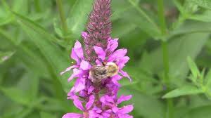 Attēlu rezultāti vaicājumam “Dactylorhiza majalis subsp. baltica bud”