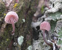 Attēlu rezultāti vaicājumam “Mycena pseudocorticola”