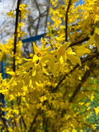 Attēlu rezultāti vaicājumam “Forsythia viridissima flower”