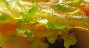 Attēlu rezultāti vaicājumam “Aloina rigida sporophyte”