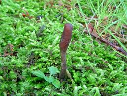 Attēlu rezultāti vaicājumam “Cordyceps ophioglossoides”