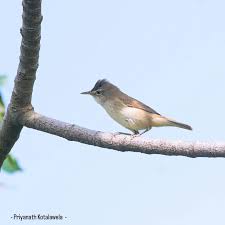 Attēlu rezultāti vaicājumam “Acrocephalus dumetorum”