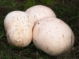 Attēlu rezultāti vaicājumam “Langermania gigantea”