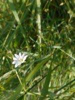 Attēlu rezultāti vaicājumam “Stellaria palustris”
