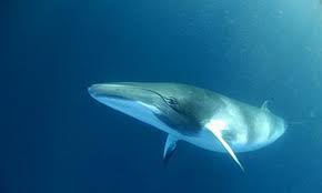 Image result for Balaenoptera physalus