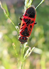 Attēlu rezultāti vaicājumam “Caenolyda reticulata”