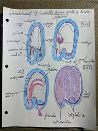Attēlu rezultāti vaicājumam “Capsella bursa-pastoris fruit”