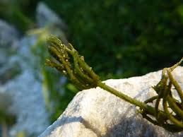 Attēlu rezultāti vaicājumam “Chara intermedia male”