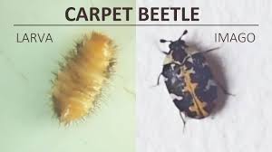 Attēlu rezultāti vaicājumam “Anthrenus scrophulariae”