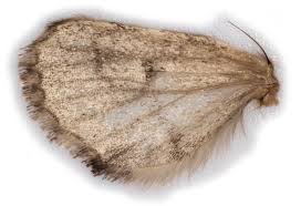 Attēlu rezultāti vaicājumam “Diloba caeruleocephala larva”