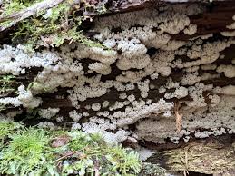 Attēlu rezultāti vaicājumam “Siphoptychium violaceum young”