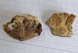 Attēlu rezultāti vaicājumam “Antrodia malicola”