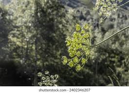 Attēlu rezultāti vaicājumam “Laserpitium latifolium bud”