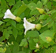 Attēlu rezultāti vaicājumam “Calystegia inflata leaf”