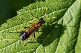 Attēlu rezultāti vaicājumam “Tenthredo scrophulariae larva”