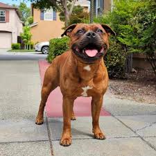 Image result for Staffordshire Stallions