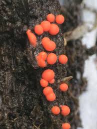 Attēlu rezultāti vaicājumam “Lycogala miserum sessile”