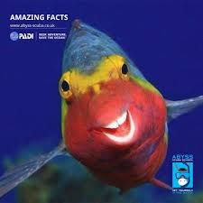 Image result for Sparisoma cretense