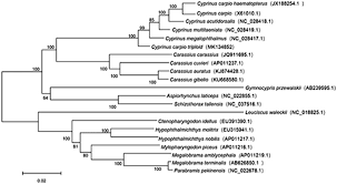 Image result for Cyprinus megalophthalmus