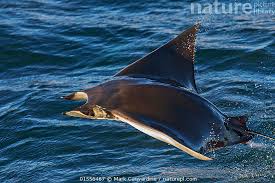 Image result for Mobula munkiana