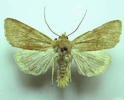 Attēlu rezultāti vaicājumam “Agrochola helvola”