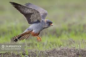 Image result for Falco vespertinus