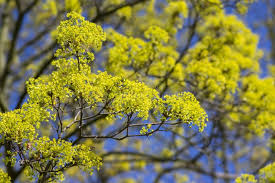 Attēlu rezultāti vaicājumam “Acer platanoides flower”