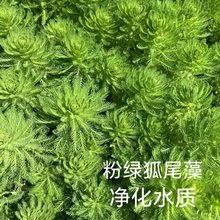 「粉綠狐尾藻」的圖片搜尋結果