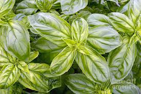 Attēlu rezultāti vaicājumam “Ocimum basilicum leaf”