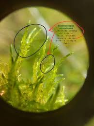 Attēlu rezultāti vaicājumam “Straminergon stramineum”