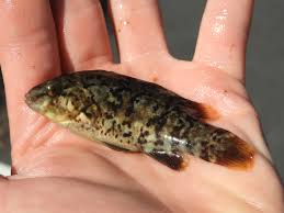 Image result for Tautoga onitis