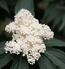 Attēlu rezultāti vaicājumam “Sambucus racemosa flower”