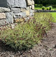 Image result for Sanguisorba officinalis