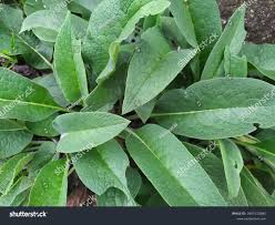 Attēlu rezultāti vaicājumam “Symphytum officinale leaf”