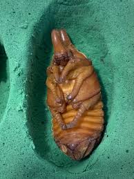 Attēlu rezultāti vaicājumam “Galerucella nymphaeae pupa”