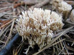 Attēlu rezultāti vaicājumam “Lentaria sp.”