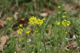 Attēlu rezultāti vaicājumam “Draba nemorosa”