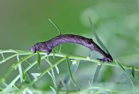 Attēlu rezultāti vaicājumam “Hypomecis roboraria”