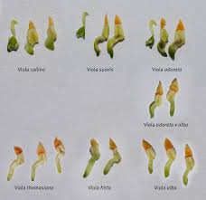 Attēlu rezultāti vaicājumam “Viola hirta flower”