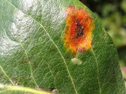 Attēlu rezultāti vaicājumam “Gymnosporangium sabinae”