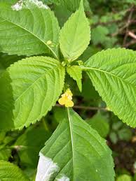 Attēlu rezultāti vaicājumam “Impatiens parviflora leaf”
