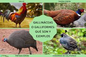 Attēlu rezultāti vaicājumam “Galliformes”