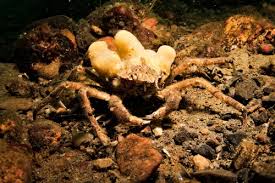 Image result for Hyas araneus