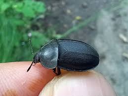 Attēlu rezultāti vaicājumam “Silpha obscura”