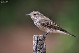 Attēlu rezultāti vaicājumam “Muscicapa striata juvenile”