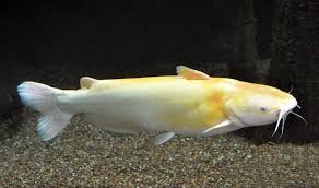 Image result for Ameiurus catus